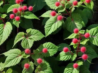 Salmon Berry (Rubus Spectabilis)