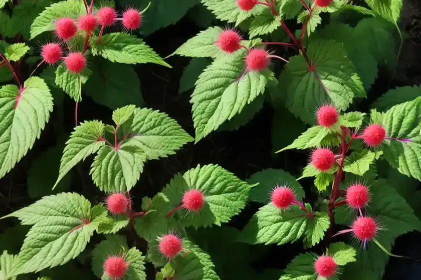 Salmon Berry (Rubus Spectabilis)