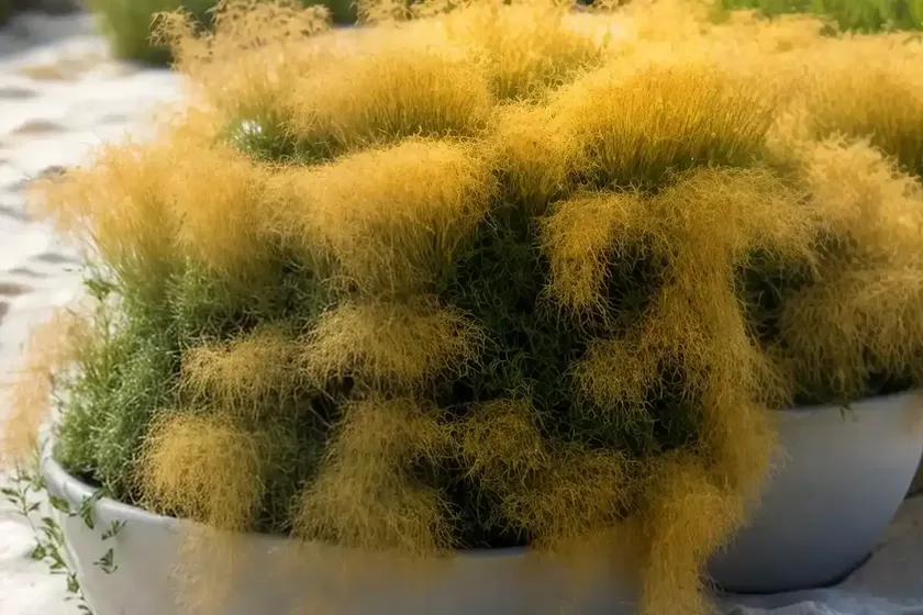 Saltmarsh dodder (cuscuta salina) — photo 2