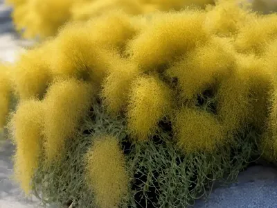 Saltmarsh Dodder (Cuscuta Salina)
