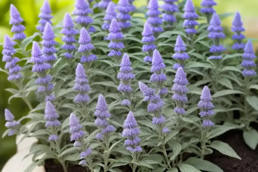 Salvia argentea (silver sage) — photo 3