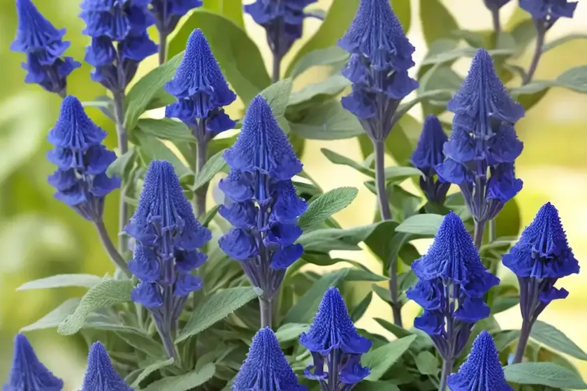 Salvia azurea var. grandiflora (pitcher sage) — photo 2
