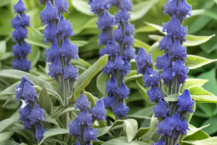 Salvia azurea var. grandiflora (pitcher sage) — photo 3