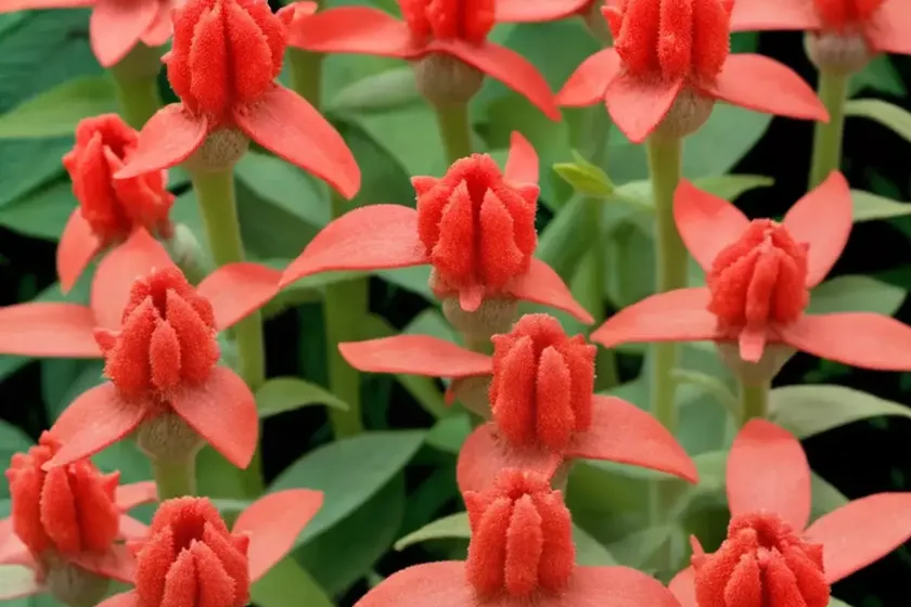 Salvia coccinea ‘coral nymph’ (scarlet sage) — photo 2