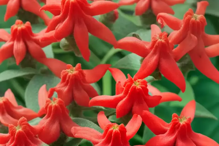 Salvia coccinea ‘coral nymph’ (scarlet sage) — photo 3