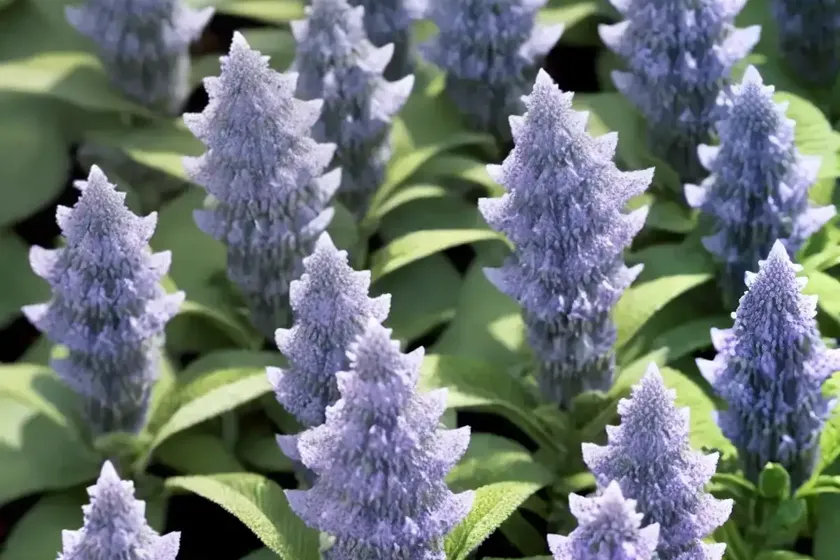 Salvia farinacea ‘victoria blue’ (mealy cup sage) — photo 3