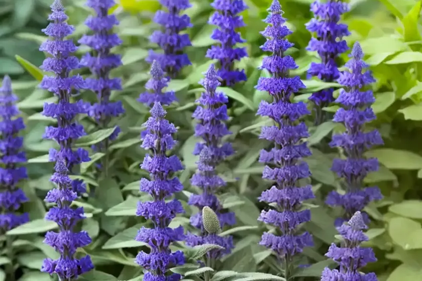 Salvia Nemorosa ‘Bumbleblue’ (Sage) — photo 3