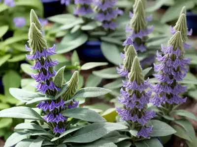 Salvia Nemorosa ‘Bumbleblue’ (Sage)