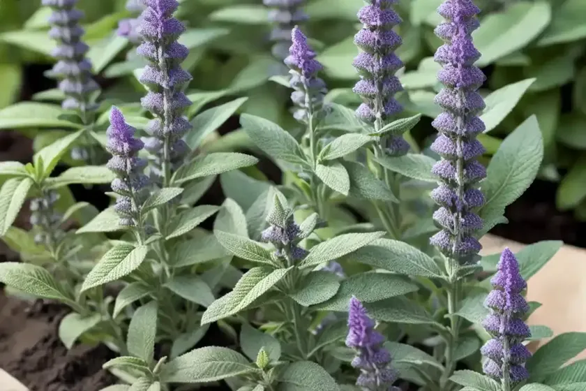 Salvia nemorosa ‘caradonna’ (sage)