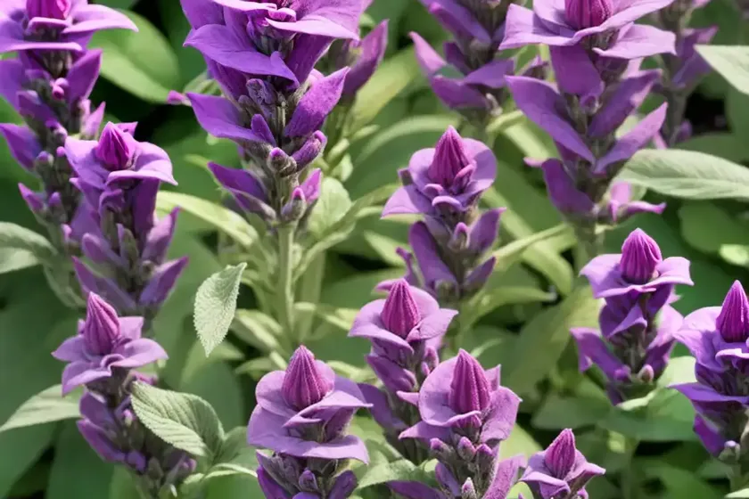Salvia nemorosa ‘new dimension rose’ (sage) — photo 2