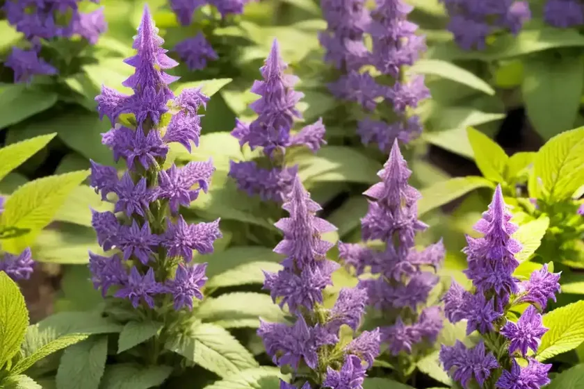 Salvia officinalis (salvia officinalis) — photo 2