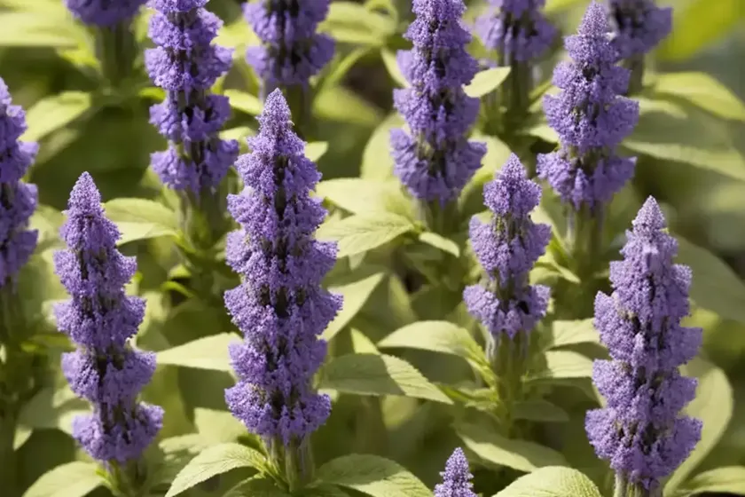 Salvia officinalis (salvia officinalis) — photo 3