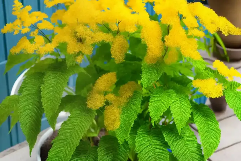 Samabaia (polypodium leucotomos) — photo 3