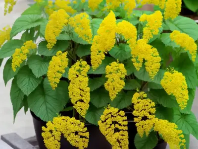 Samabaia (Polypodium Leucotomos)