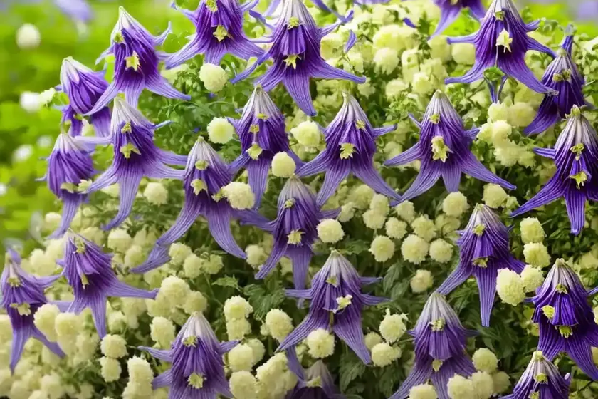 Samantha bellflower (campanula ‘samantha’) — photo 2