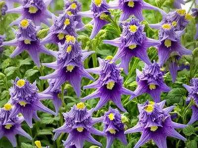 Samantha Bellflower (Campanula ‘samantha’)