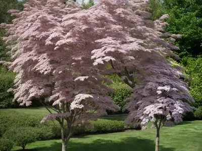 Sambucus Canadensis (American Elder)