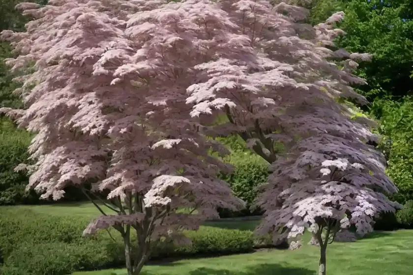 Sambucus canadensis (american elder)