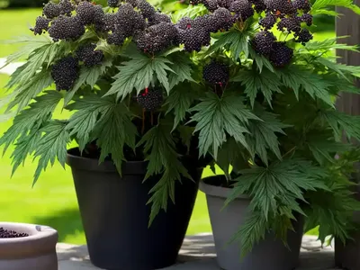 Sambucus Nigra Black Lace� (Elderberry)