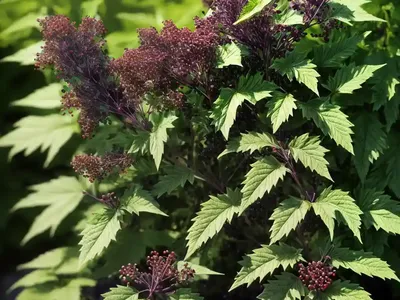 Sambucus Nigra Instant Karma� (Elderberry)