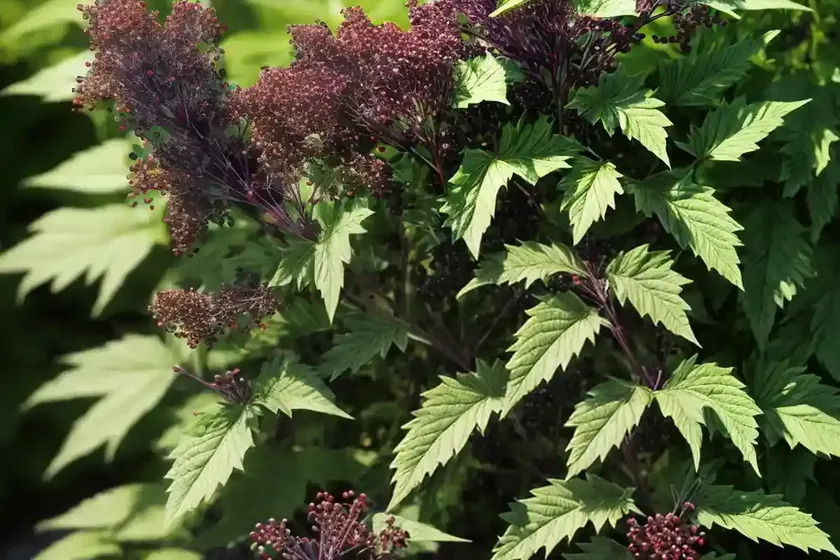 Sambucus nigra instant karma� (elderberry)