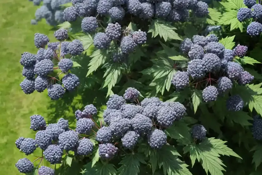 Sambucus nigra subsp. caerulea (blue elderberry) — photo 2