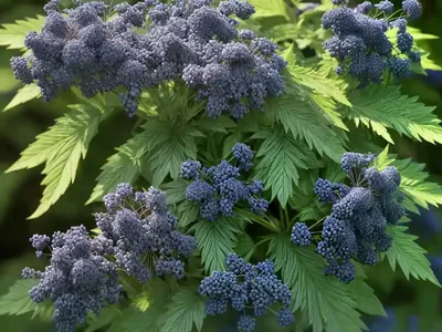 Sambucus Nigra Subsp. Caerulea (Blue Elderberry)