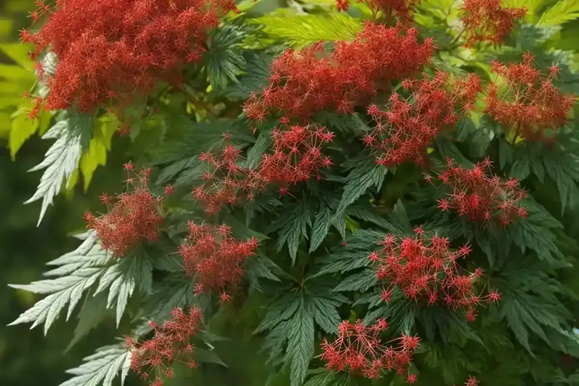 Sambucus racemosa (red elderberry) — photo 2