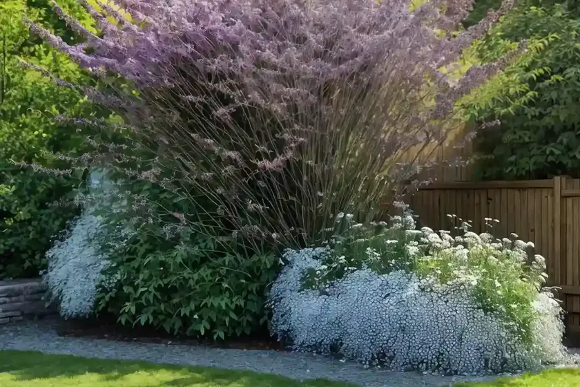 Sambucus racemosa ‘sutherland gold’ (elderberry) — photo 2
