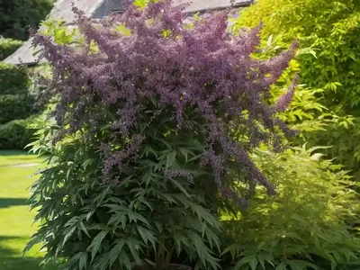 Sambucus Racemosa ‘Sutherland Gold’ (Elderberry)