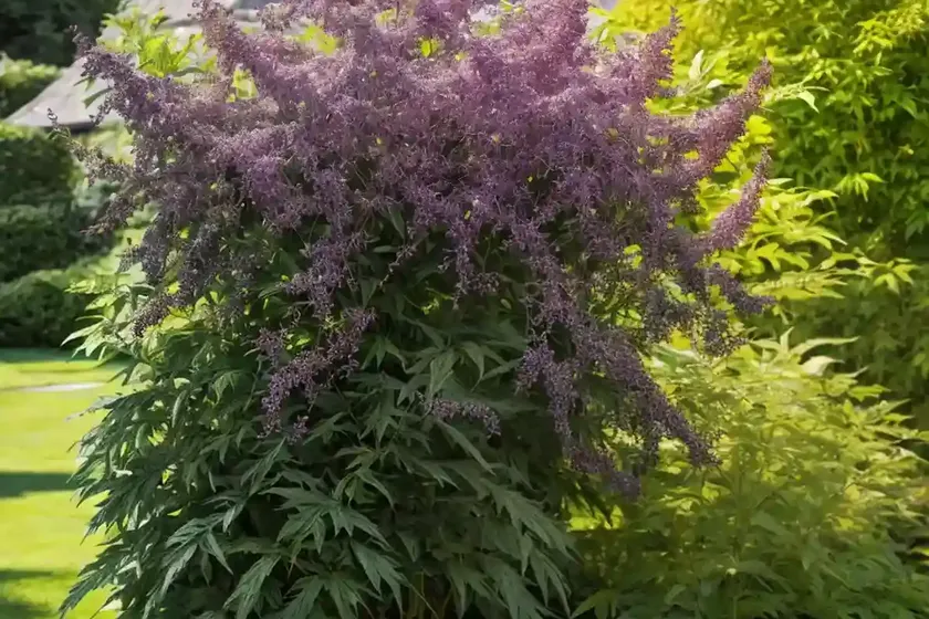 Sambucus racemosa ‘sutherland gold’ (elderberry)