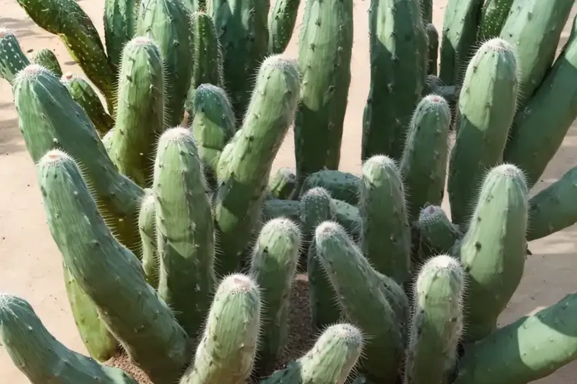 San pedro cactus (echinopsis pachanoi) — photo 3