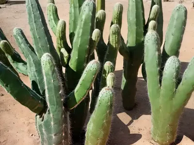 San Pedro Cactus (Echinopsis Pachanoi)