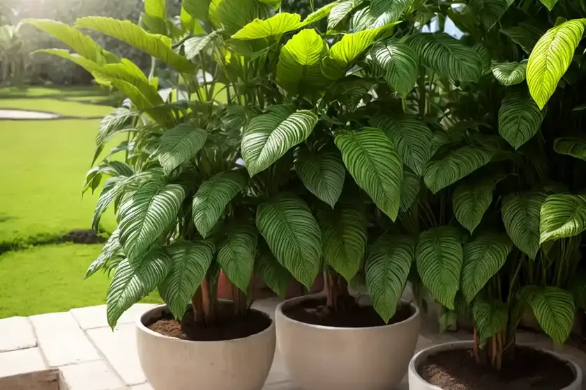 Sanchezia plants (sanchezia) — photo 3