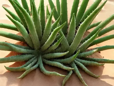 Sand Aloe (Aloe Arenicola)