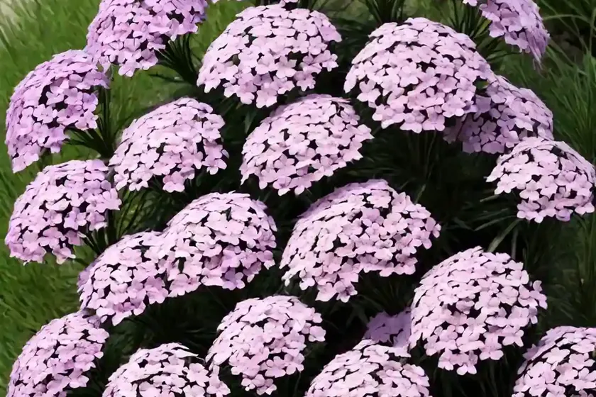 Sand Phlox (Phlox Bifida) — photo 2