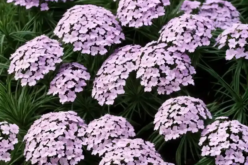 Sand Phlox (Phlox Bifida) — photo 3