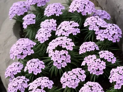 Sand Phlox (Phlox Bifida)
