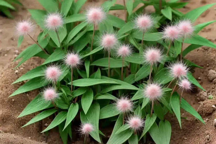 Sand spores (polygonum arenarium) — photo 2
