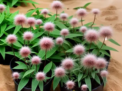 Sand Spores (Polygonum Arenarium)