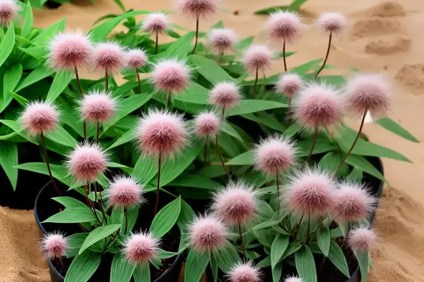 Sand spores (polygonum arenarium)