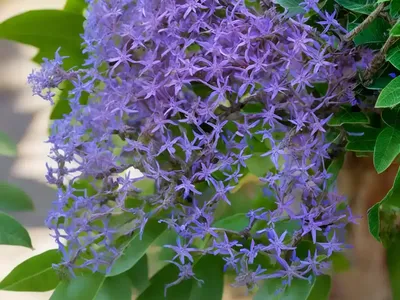 Sandpaper Bush (Petrea Volubilis)