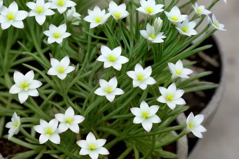 Sandwort (spergularia rubra) — photo 2