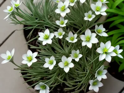 Sandwort (Spergularia Rubra)