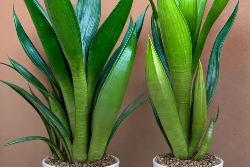 Sansevieria bacularis ‘mikado’ (sansevieria bacularis) — photo 2