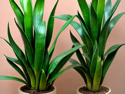 Sansevieria Bacularis ‘Mikado’ (Sansevieria Bacularis)