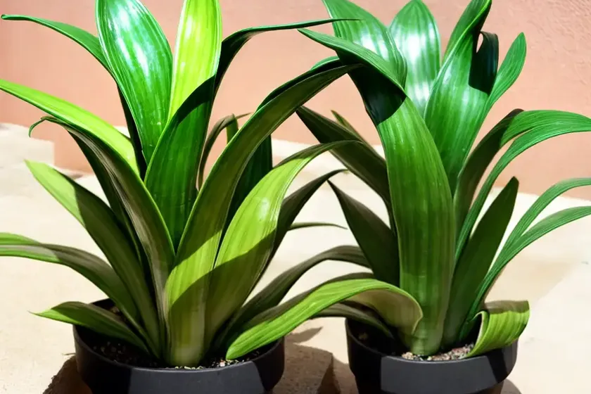 Sansevieria boncel starfish (sansevieria cylindrica hybrid) — photo 3