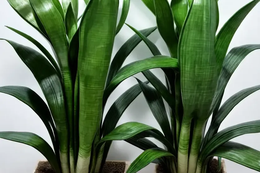 Sansevieria cylindrica (sansevieria cylindrica)
