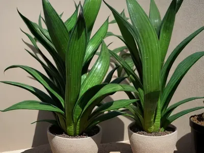 Sansevieria Ehrenbergii (Sansevieria Samurai Dwarf’)