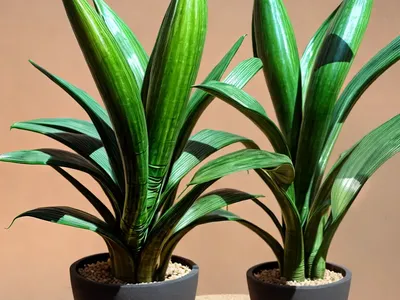 Sansevieria Francisii (Sansevieria Francisii)